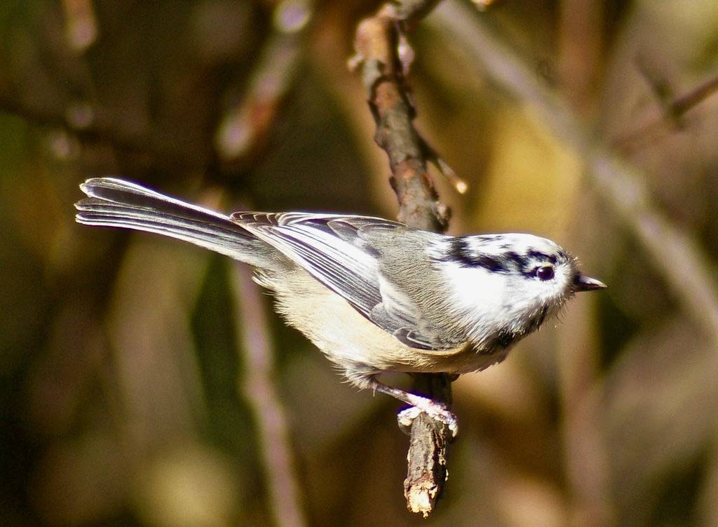 Zorro is back! The leucistic white black-capped chickadee. by TheGreenHeron is licensed under CC BY-NC 2.0